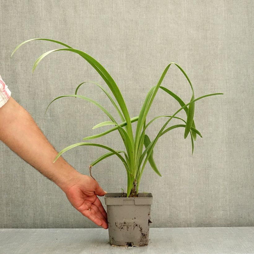 Amarine Belladiva Emmanuelle - Amarine x thunbergii 2L/3L pot size 12/14 sample as delivered in summer