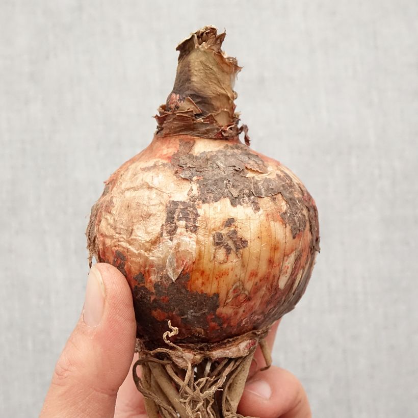 Hippeastrum Bogota - Amaryllis, spider group hippeastrum Bulb size 24/26 sample as delivered in spring