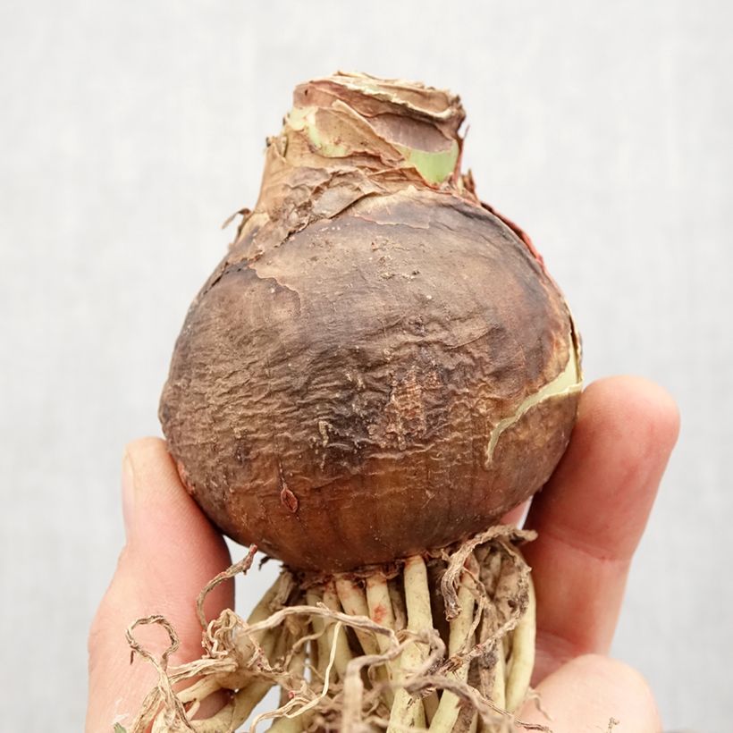 Hippeastrum Cherry Nymph - Amaryllis sample as delivered in spring