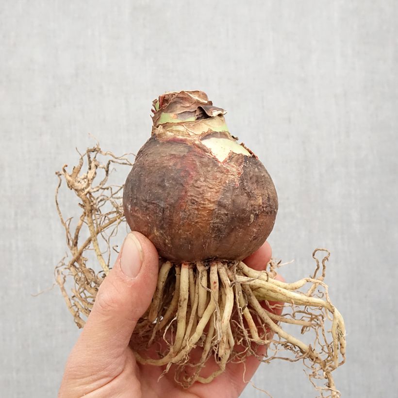 Hippeastrum Marilyn - Amaryllis Bulb size 24/26 sample as delivered in spring