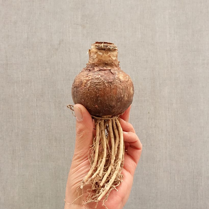 Hippeastrum Evergreen - Amaryllis Bulb size 30/32 sample as delivered in spring