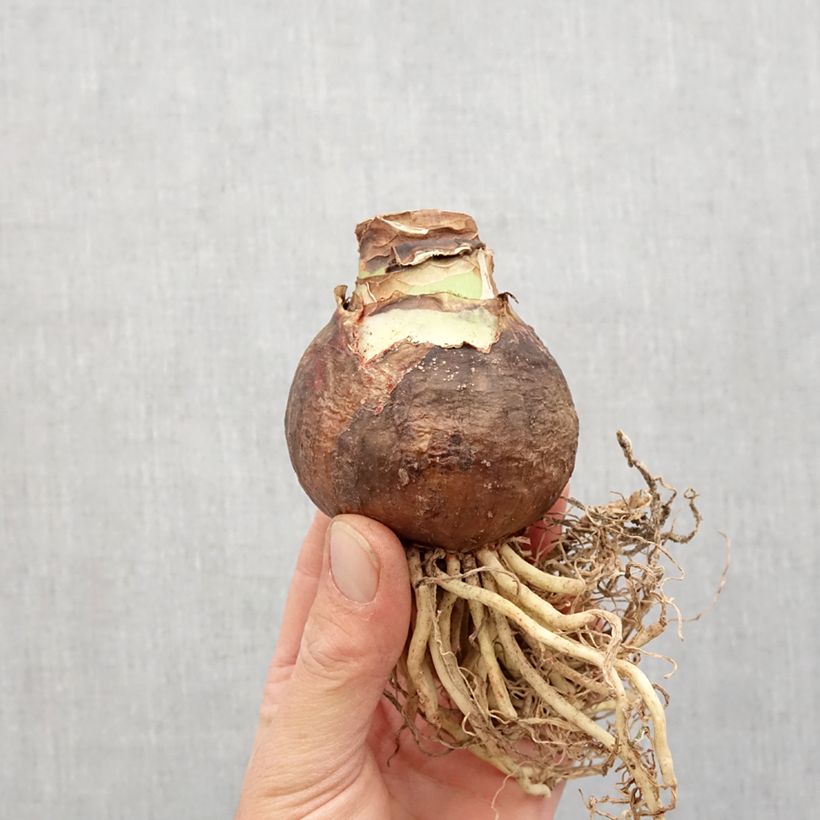 Hippeastrum Flaming Striped - Amaryllis Bulb size 40+ sample as delivered in spring