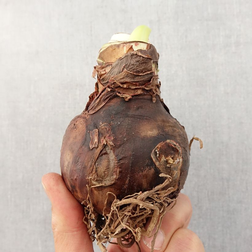 Hippeastrum Flamingo Amadeus - Amaryllis Bulb size 30/32 sample as delivered in spring