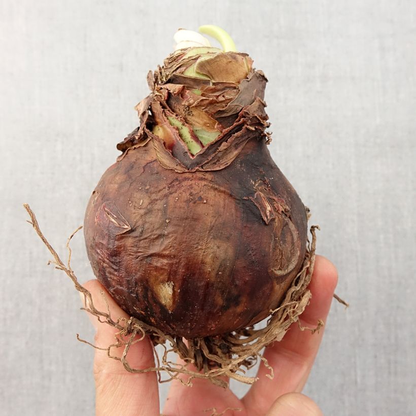 Hippeastrum Lemon Cream - Amaryllis Bulb size 28/30 sample as delivered in spring