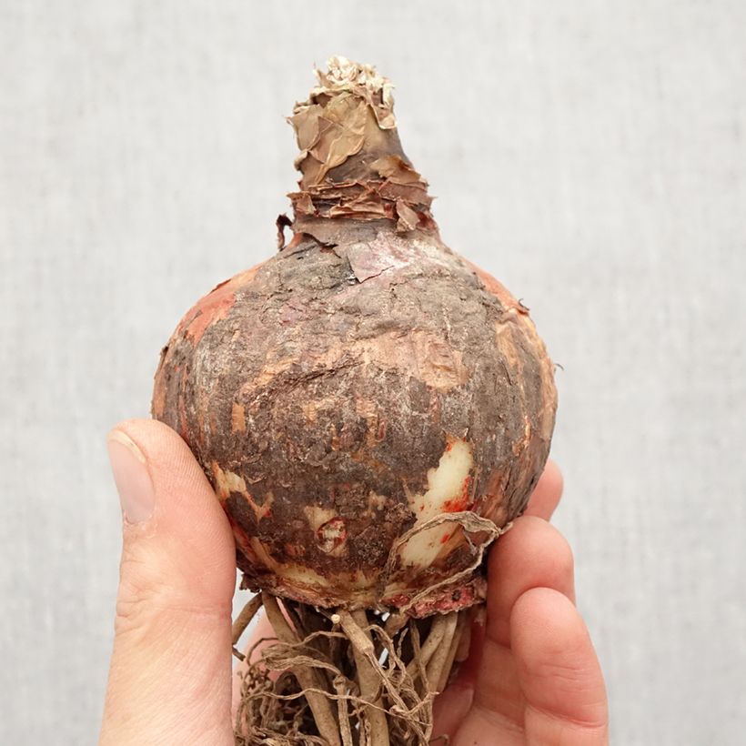 Hippeastrum Lima - Amaryllis Bulb size 32+ sample as delivered in spring
