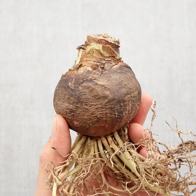 Hippeastrum Luna - Amaryllis Bulb size 30/32 sample as delivered in spring