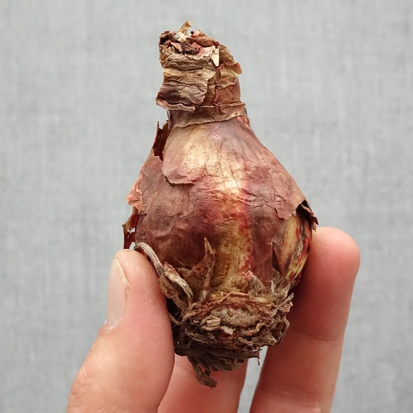 Hippeastrum Pink Rascal - Amaryllis Bulb size 14+ sample as delivered in spring