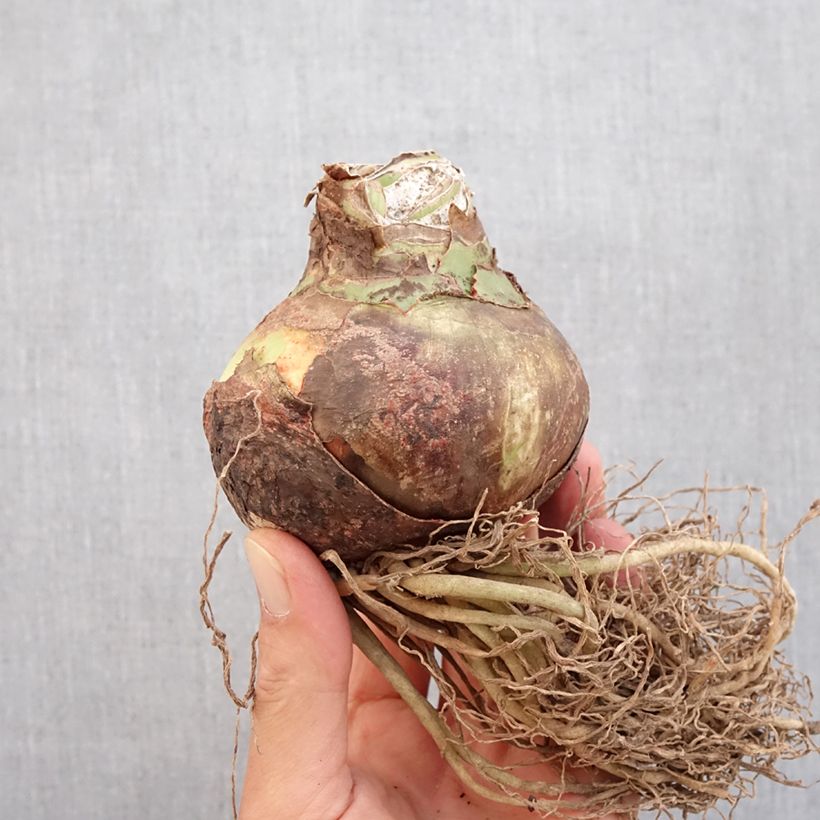 Hippeastrum Quito - Amaryllis Bulb size 24/26 sample as delivered in autumn