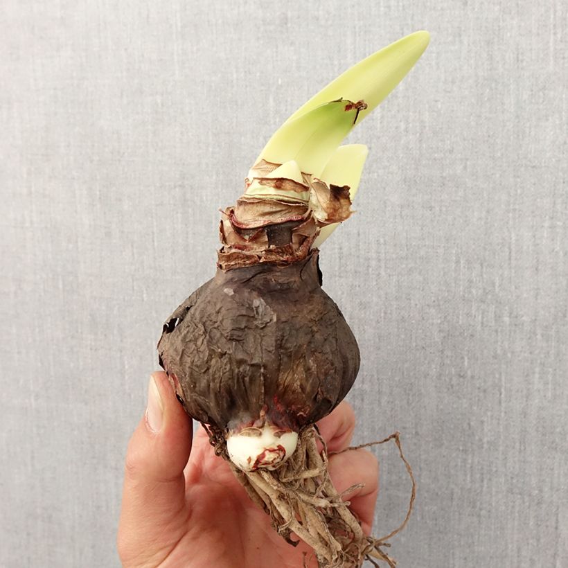 Hippeastrum Rapido - Amaryllis Bulb size 30/32 sample as delivered in spring