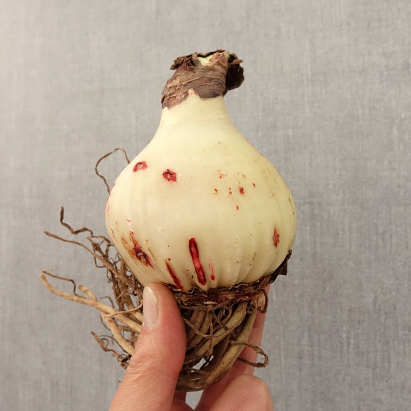 Hippeastrum  Sweet Lilian Bulb size 24/26 sample as delivered in spring