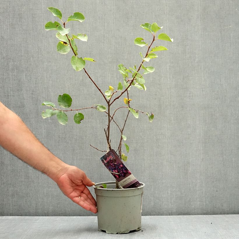 Amelanchier alnifolia GreatBerry Farm - Saskatoon 3L/4L pot sample as delivered in summer