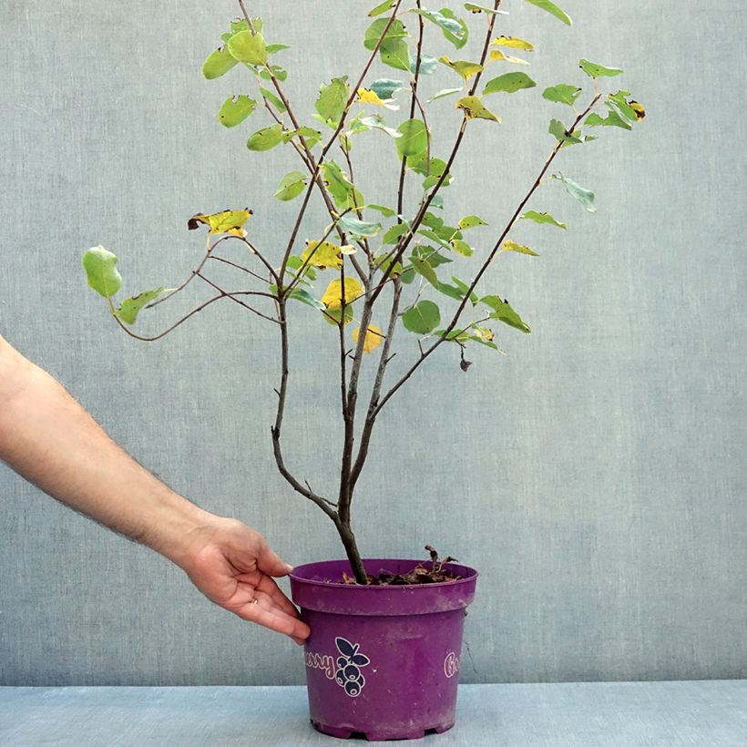 Amelanchier alnifolia GreatBerry Fruity - Saskatoon 4L/5L pot sample as delivered in summer