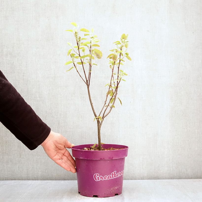 Amelanchier alnifolia GreatBerry Fruity - Saskatoon 4L/5L pot sample as delivered in spring