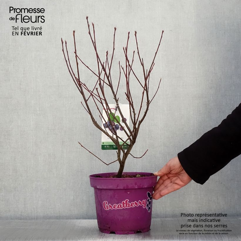 Amelanchier alnifolia Greatberry Garden 3L/4L pot, Clump sample as delivered in winter