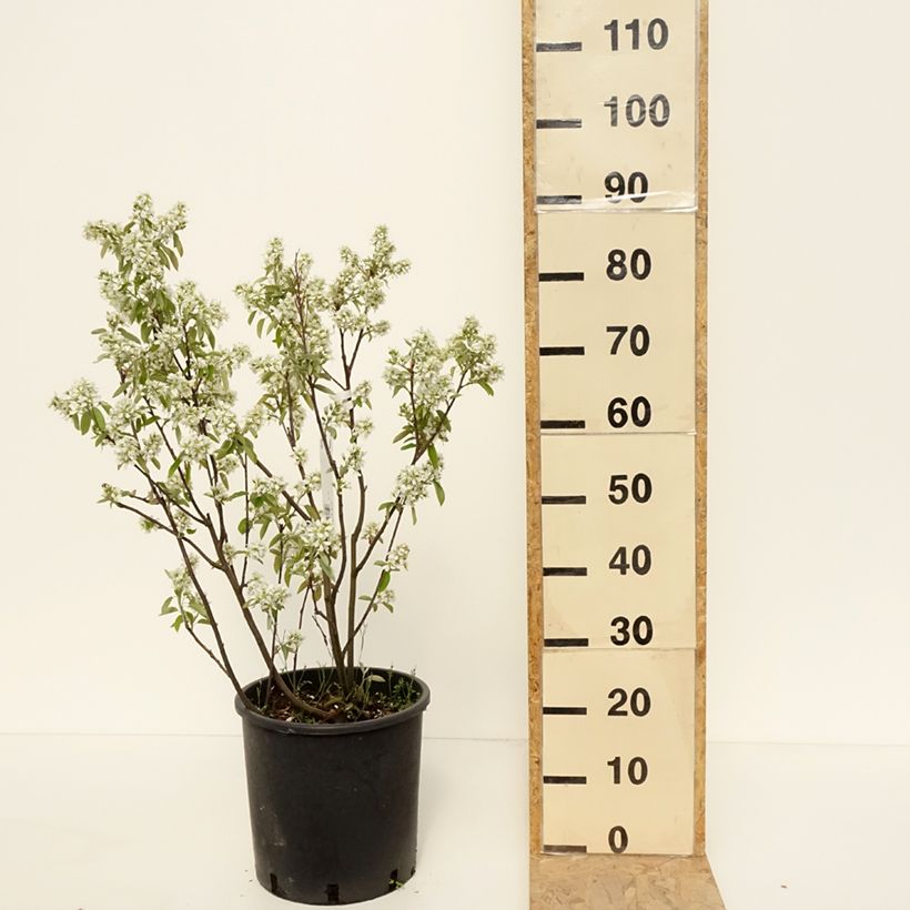 Amelanchier alnifolia 7.5L/10L pot sample as delivered in spring