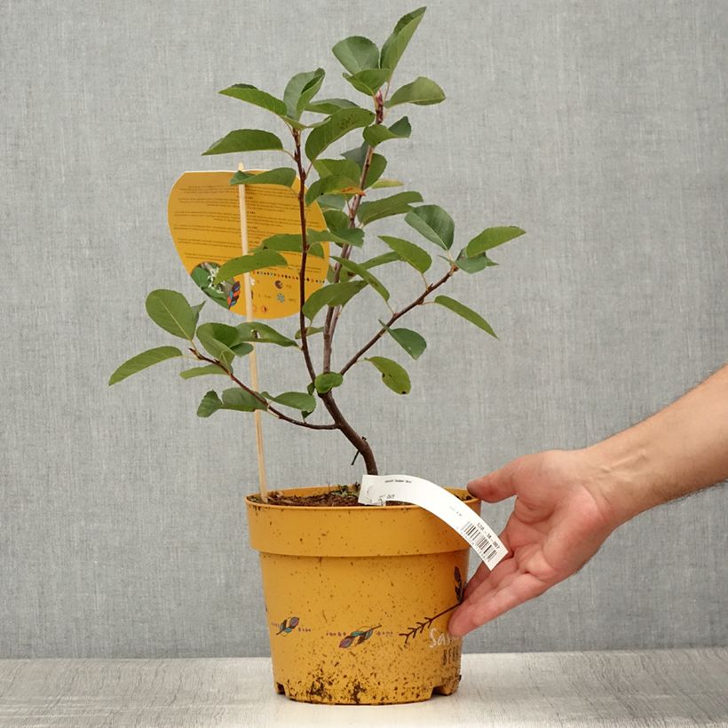 Amelanchier alnifolia 4L/5L pot sample as delivered in summer