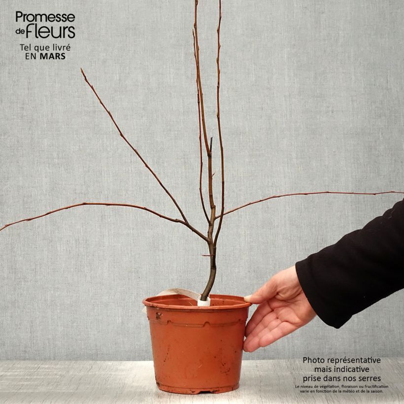 Amelanchier canadensis 2L/3L pot sample as delivered in spring