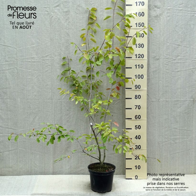 Amelanchier canadensis 7.5L/10L pot sample as delivered in summer