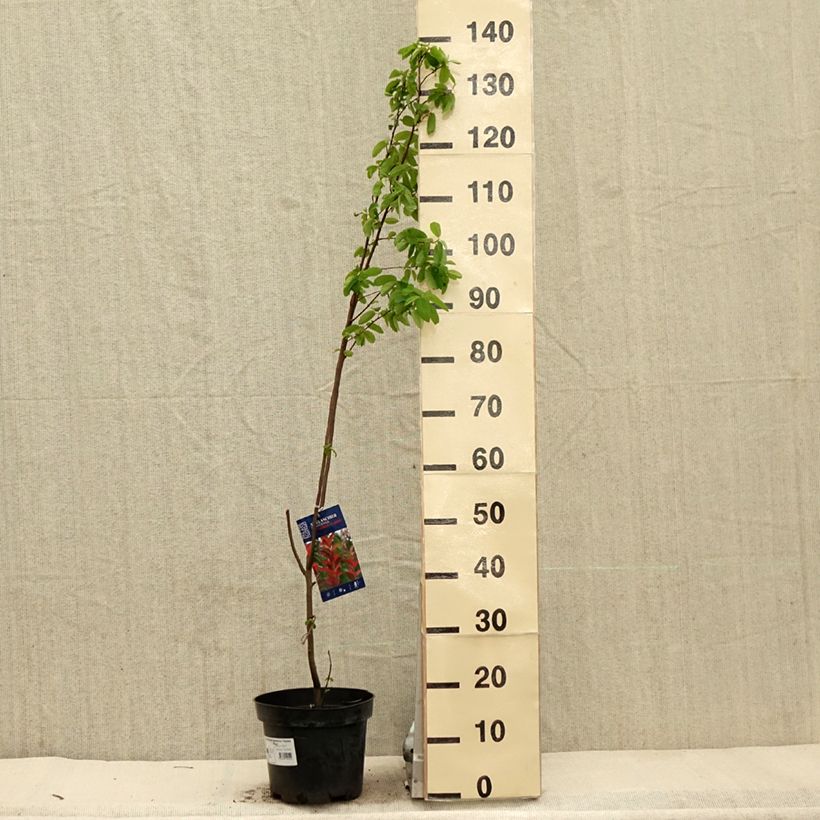 Amelanchier canadensis October Flame 4L/5L pot sample as delivered in spring