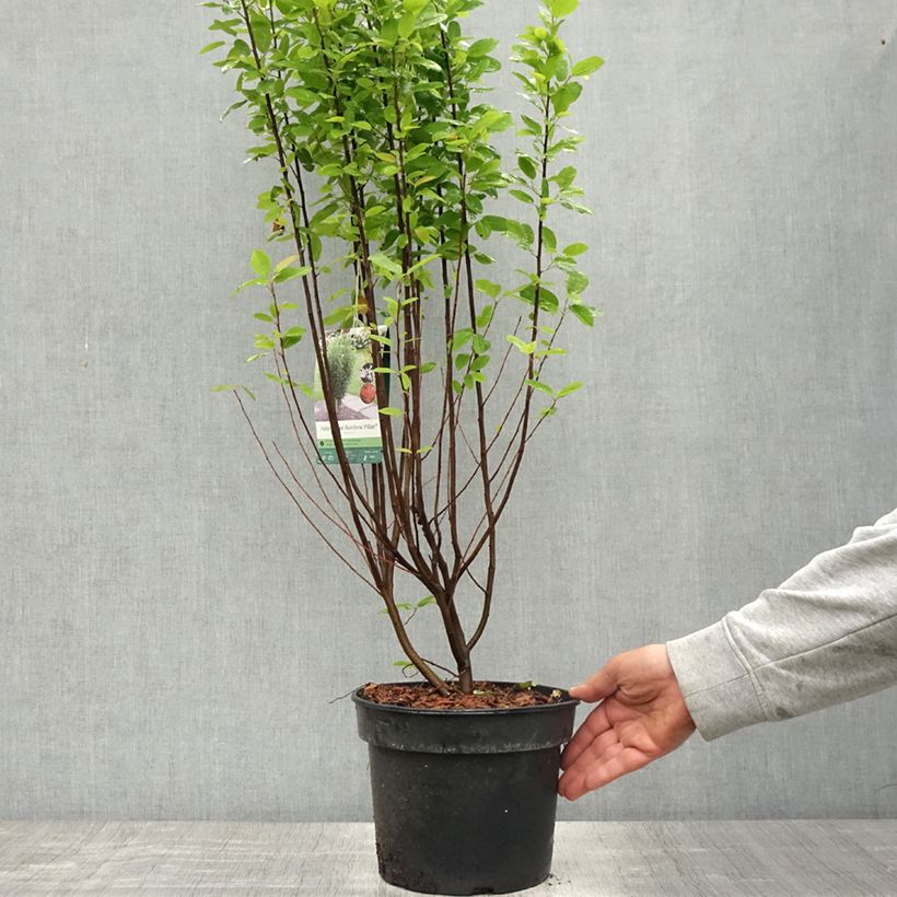 Amelanchier canadensis Rainbow Pillar 4L/5L pot sample as delivered in spring