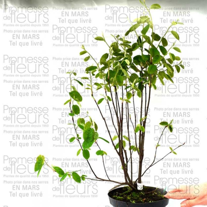Example of Amelanchier spicata 3L/4L pot specimen as delivered