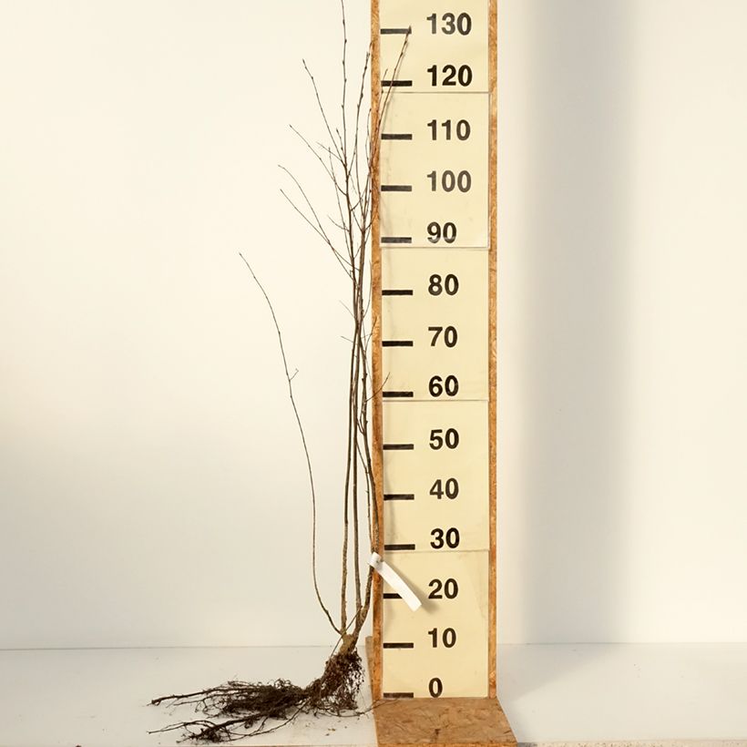 Amelanchier spicata Bare root sample as delivered in winter