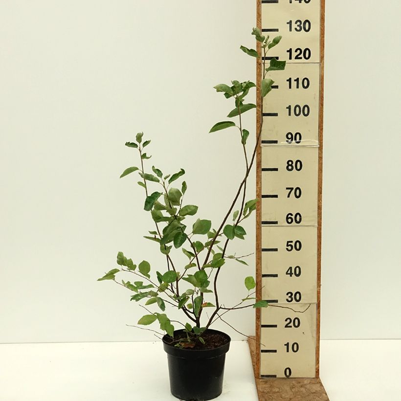 Amelanchier lamarckii 7.5L/10L pot sample as delivered in summer