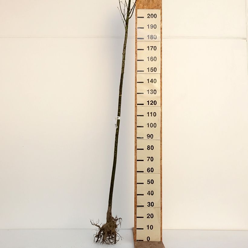 Amelanchier lamarckii Bare root, Standard sample as delivered in winter