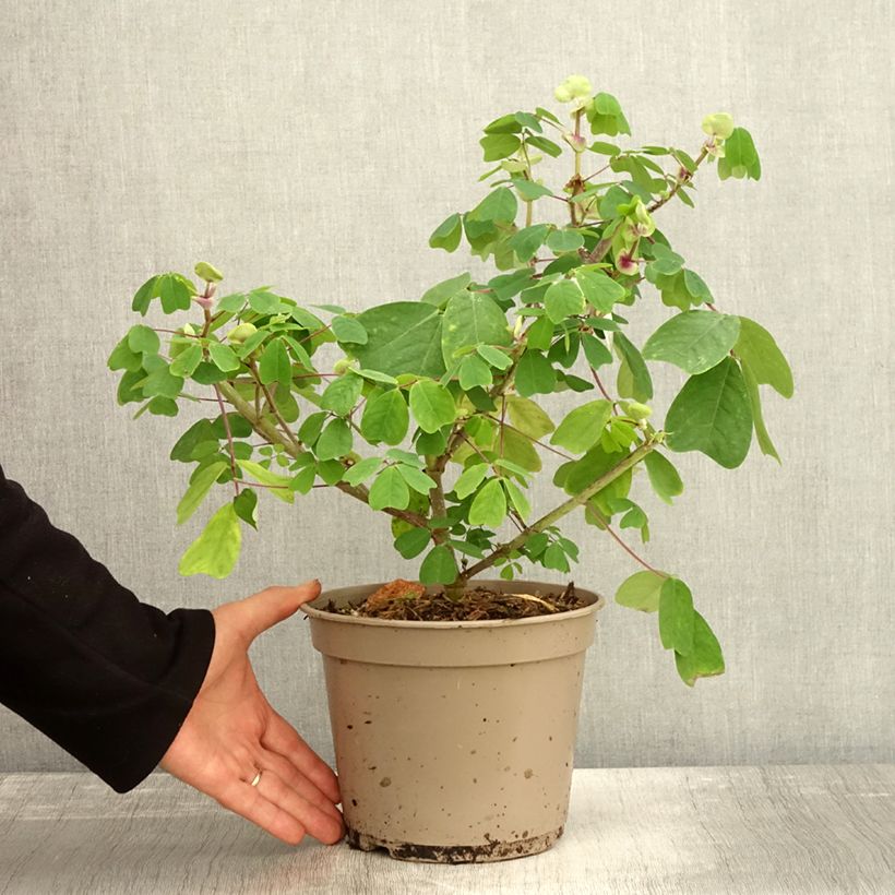 Amicia zygomeris 4L/5L pot sample as delivered in autumn