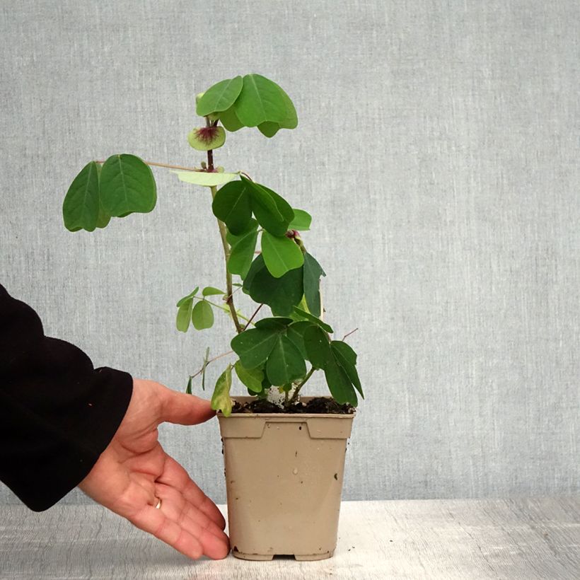 Amicia zygomeris 1L/1.5L pot sample as delivered in spring