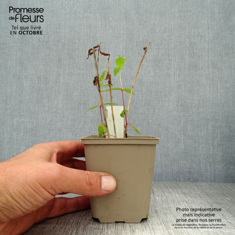 Amsonia orientalis 8/9 cm pot sample as delivered in autumn