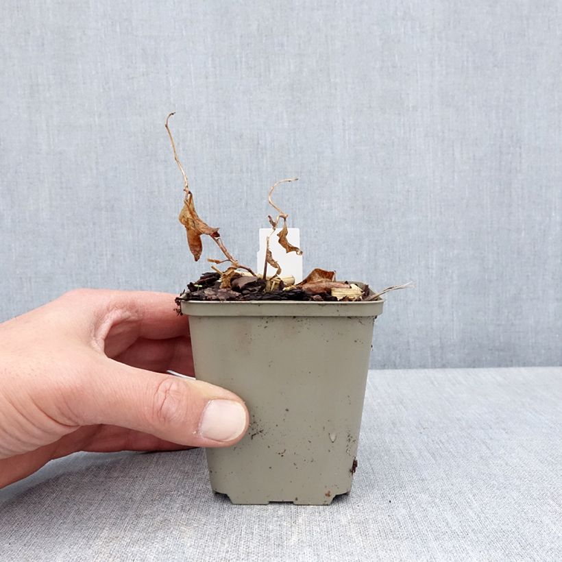 Amsonia tabernaemontana Storm Cloud 8/9 cm pot sample as delivered in spring