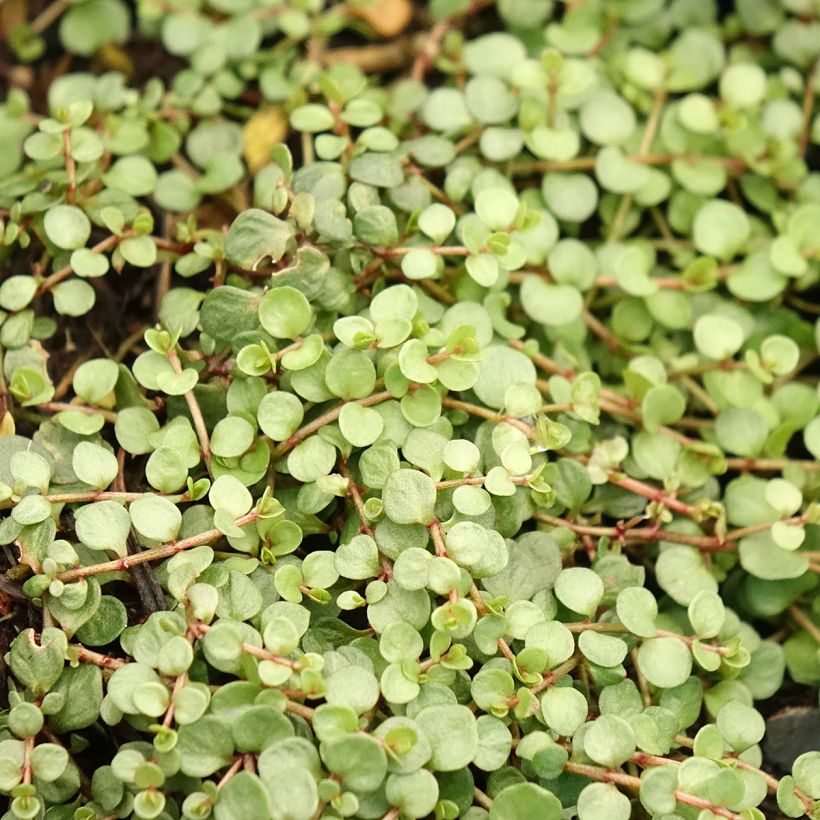 Anagallis tenella - Bog Pimpernel (Foliage)