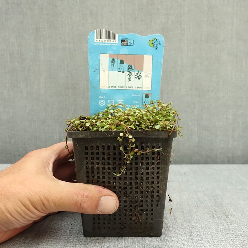 Anagallis tenella - Mouron délicat Pot de 1L/1,5L sample as delivered in summer