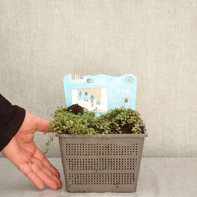 Anagallis tenella - Bog Pimpernel 1L/1.5L pot sample as delivered in spring