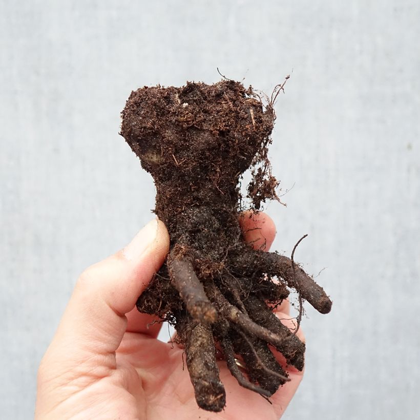 Anchusa azurea Loddon Royalist Bare root sample as delivered in winter