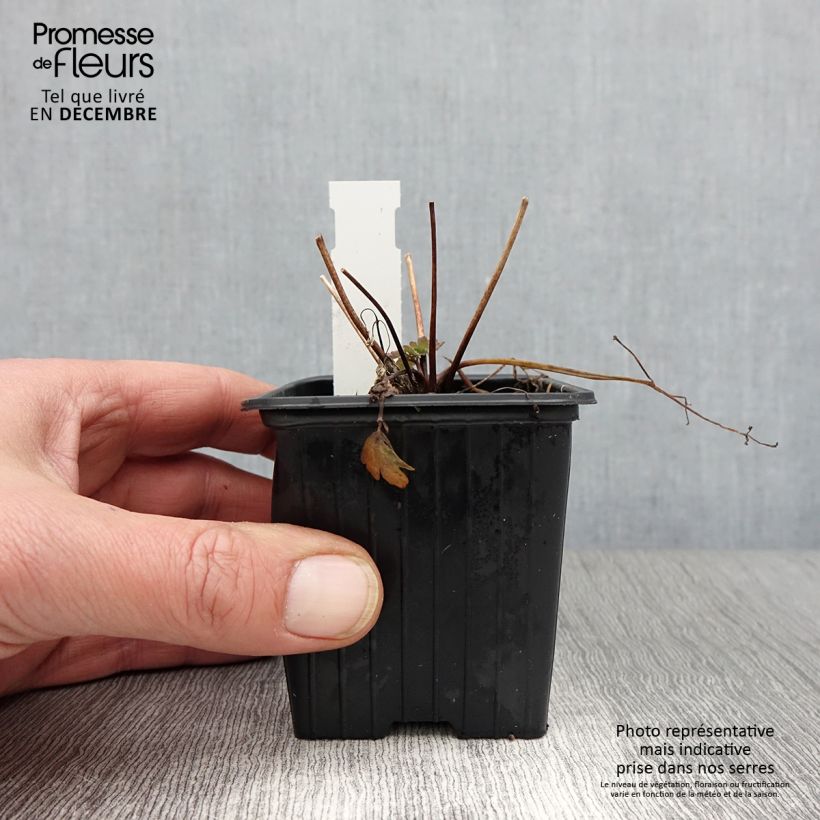 Aquilegia caerulea Kristall - Columbine 8/9 cm pot sample as delivered in autumn