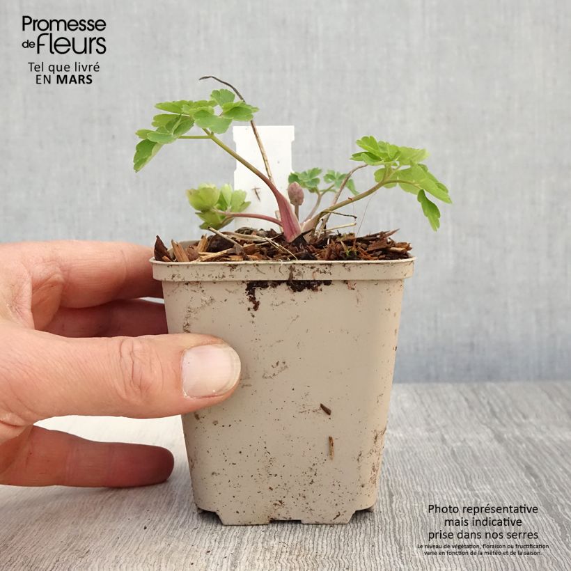 Aquilegia vulgaris Clementine Blue - Columbine 8/9 cm pot sample as delivered in spring