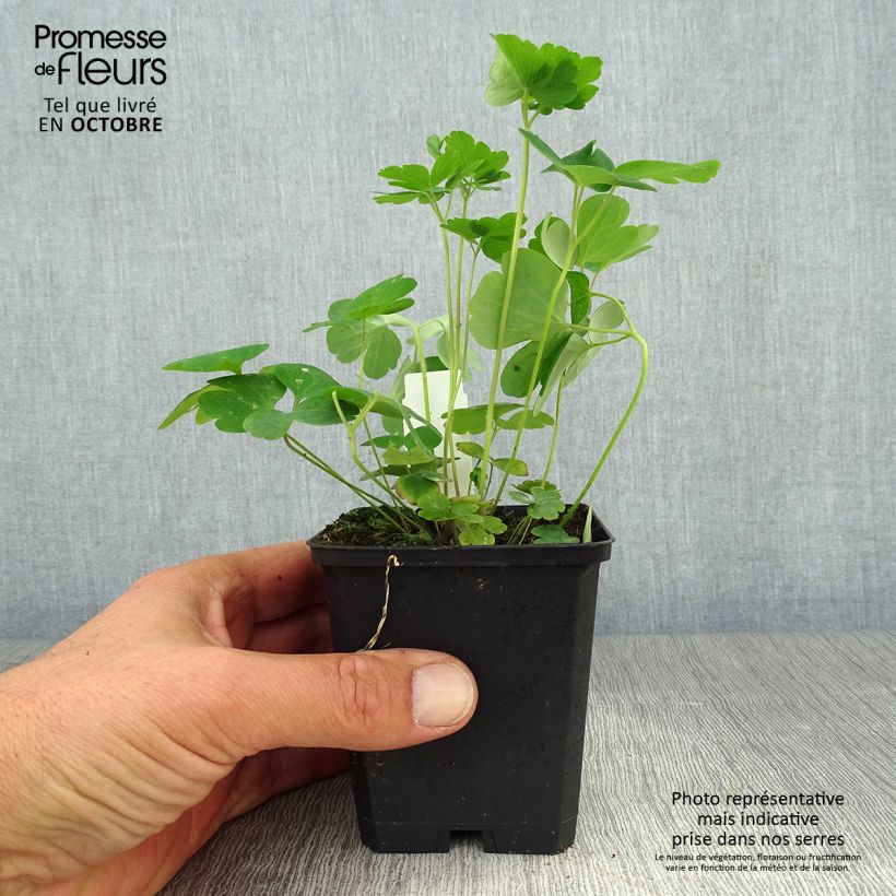 Aquilegia vulgaris Blue Barlow - Columbine 8/9 cm pot sample as delivered in autumn
