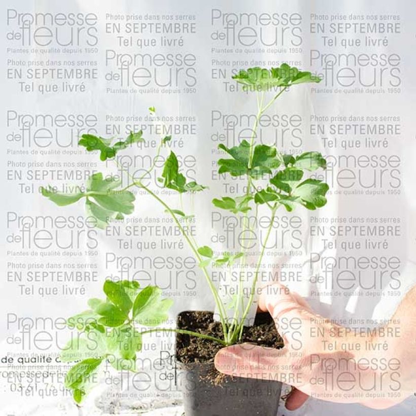 Example of Ancolie Nora Barlow - Aquilegia vulgaris Godet de 8/9 cm specimen as delivered