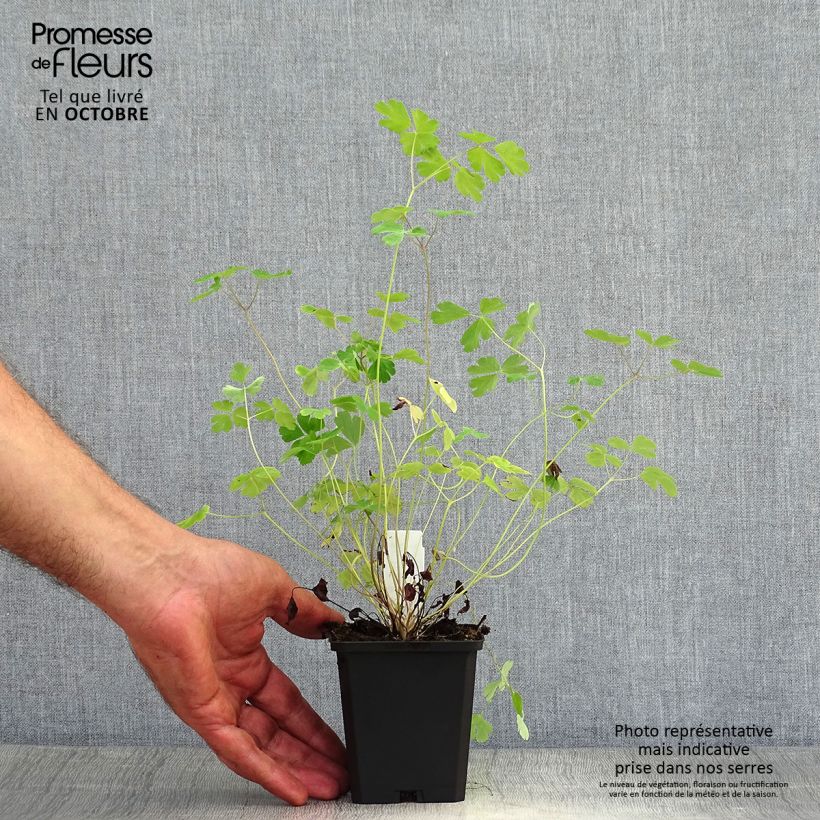 Aquilegia chrysantha Yellow Queen - Columbine 8/9 cm pot sample as delivered in autumn