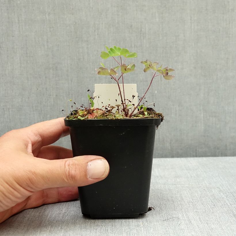 Aquilegia vulgaris Ruby Port - Columbine 8/9 cm pot sample as delivered in summer