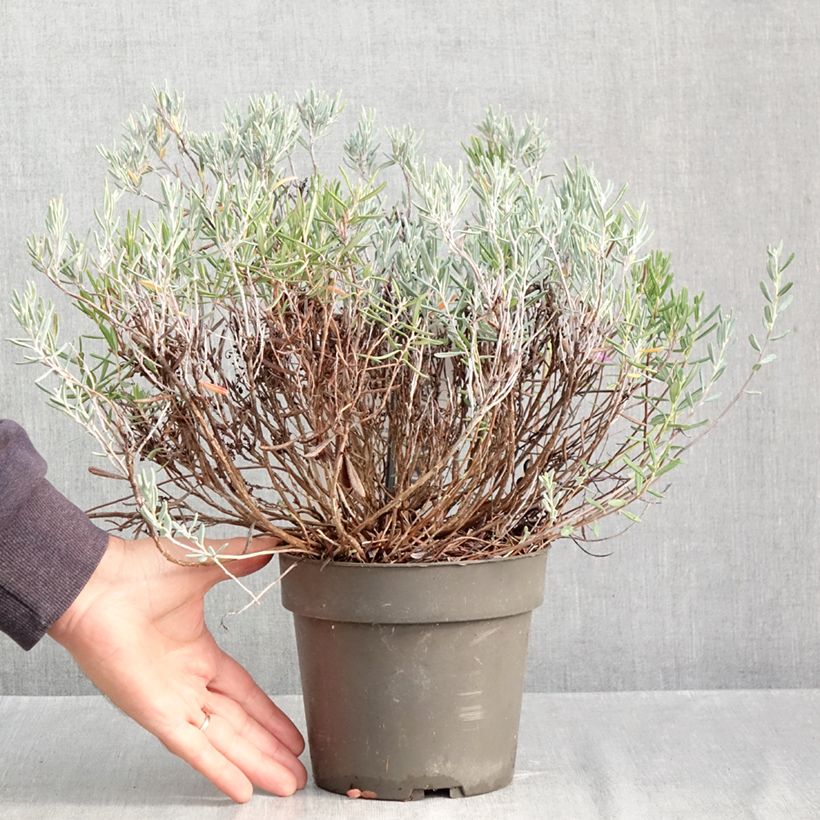 Andromeda polifolia Blue Lagoon 2L/3L pot sample as delivered in autumn