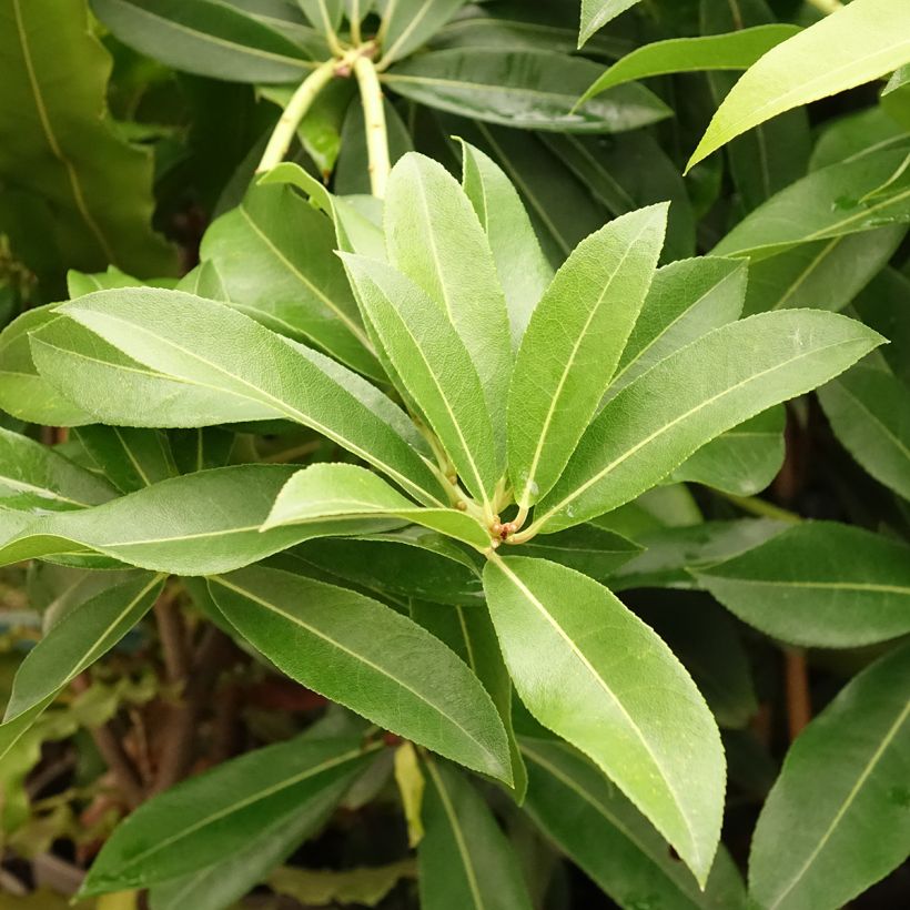 Pieris formosa var. forrestii  - Himalayan Andromeda (Foliage)