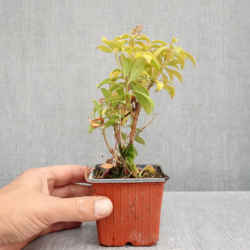 Pieris japonica Bonfire - Japanese Andromeda 8/9 cm pot sample as delivered in autumn