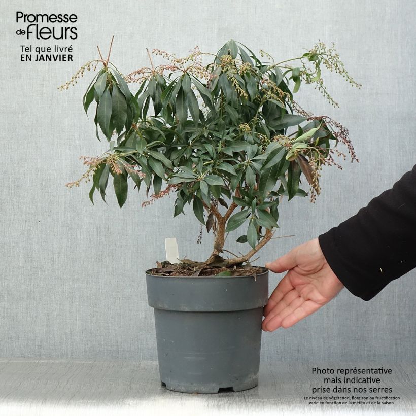 Pieris japonica Katsura - Japanese Andromeda 4L/5L pot sample as delivered in winter