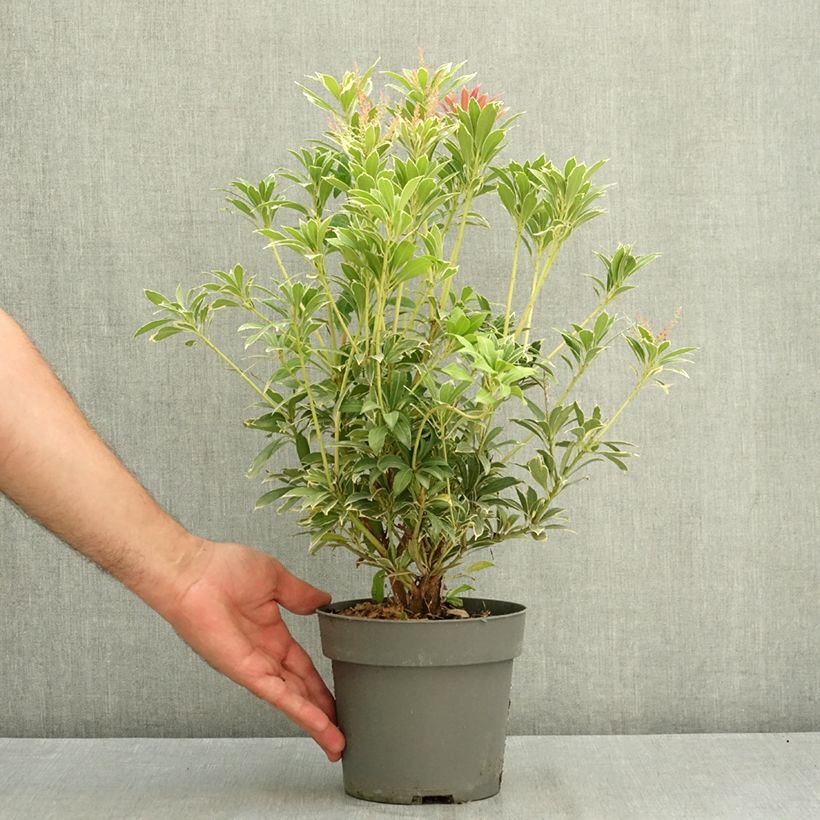 Pieris japonica Polar passion® - Japanese Andromeda 2L/3L pot sample as delivered in summer