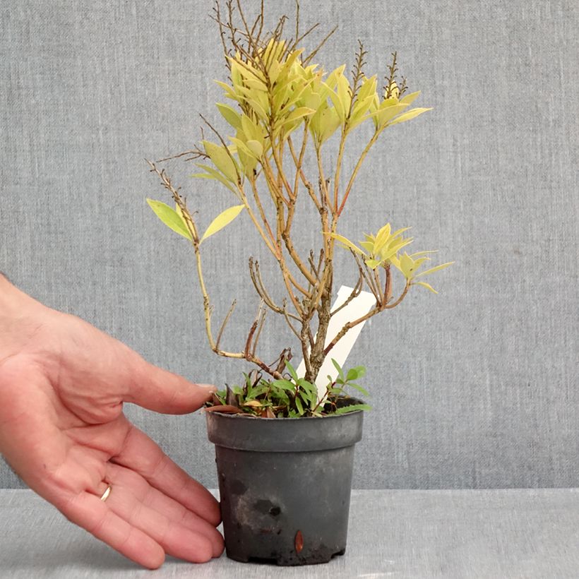 Pieris japonica Prelude 8/9 cm pot sample as delivered in autumn