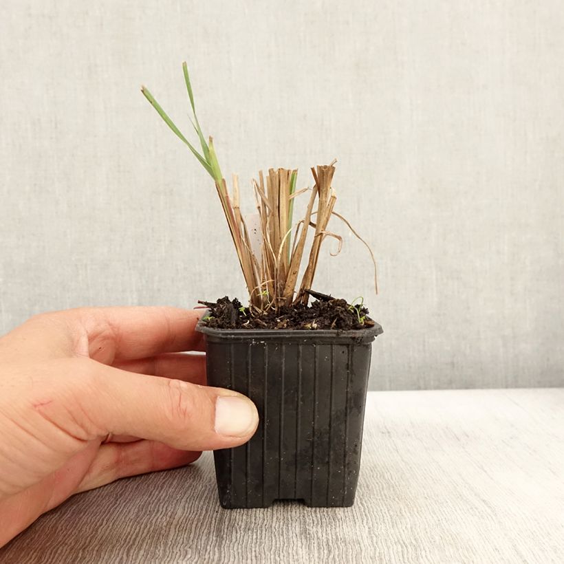 Andropogon gerardii Blackhawks 8/9 cm pot sample as delivered in autumn