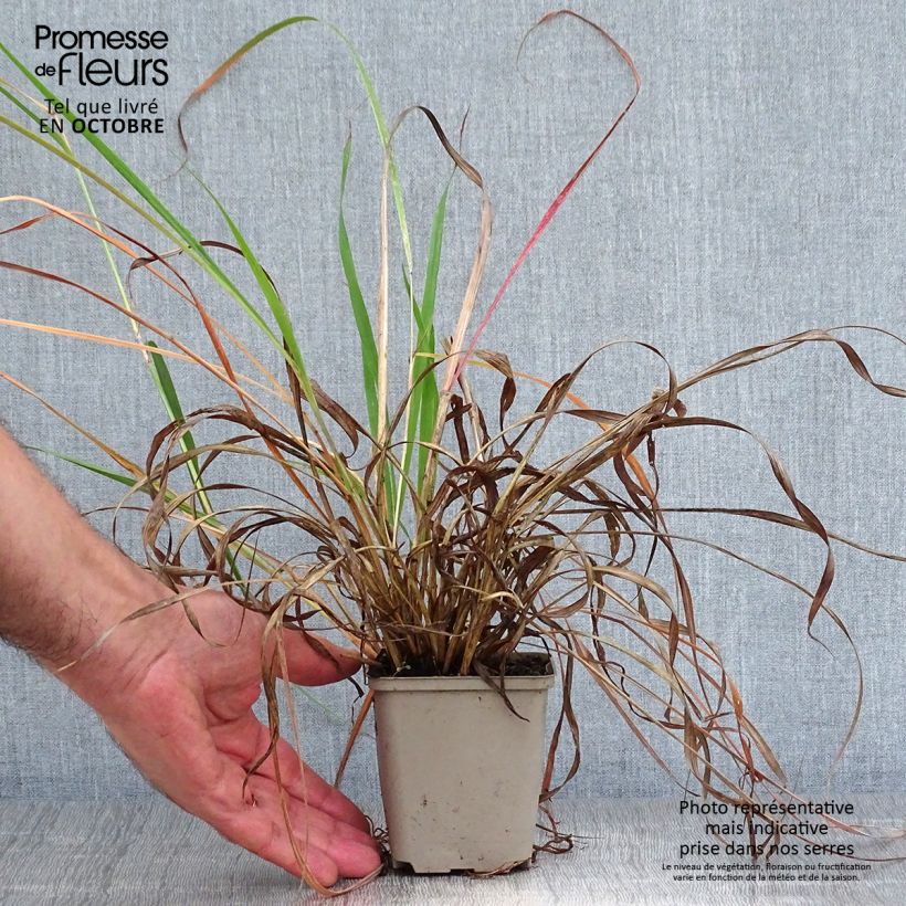 Andropogon hallii Purple Konza 8/9 cm pot sample as delivered in autumn